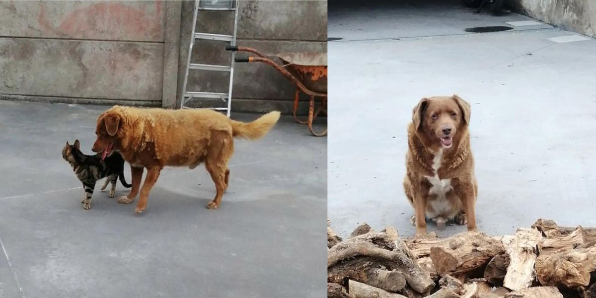 Cão de fazenda português torna-se o cão mais velho!