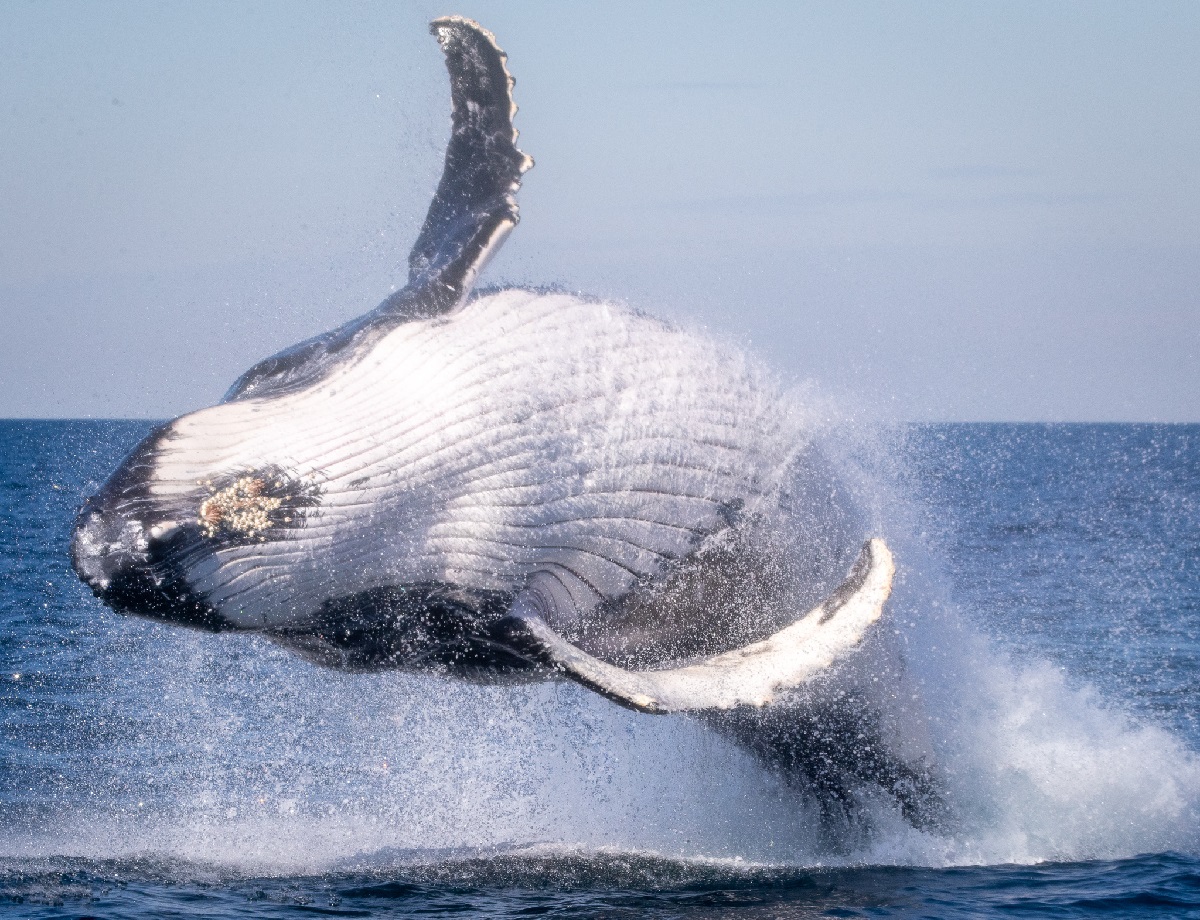 First whales of season spotted off South Coast