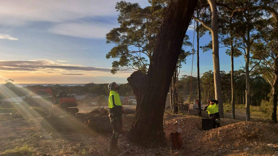 Eurobodalla Tree Service